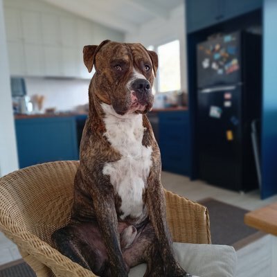 DJ
